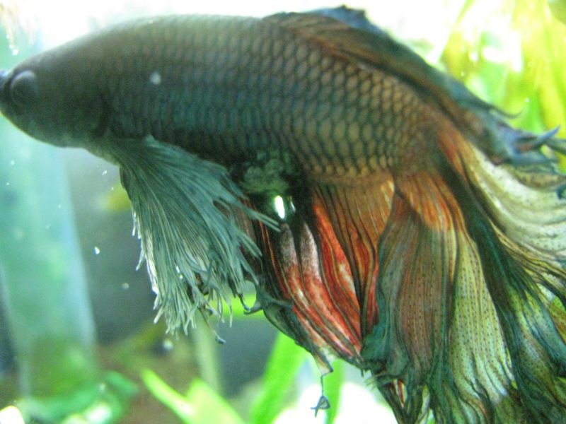 How to care for a baby betta fish from petco Hi, I got a betta fish two weeks ago and i put it in its tank its a very active betta, but today I noticed that there was this redish brownish thing floating in its tank and was wondering if that means im feeding him 2 much or if his tank isnt the right conditions or what.